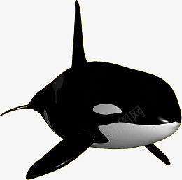 鲸鱼PNG图像png免抠素材_新图网 https://ixintu.com 鲸鱼 PNG 真实 海洋生物