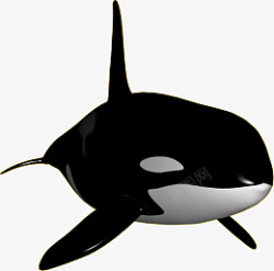 鲸鱼PNG图像素材