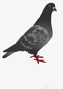 黑色的手绘鸽子png免抠素材_新图网 https://ixintu.com 黑色 鸽子 手绘的 大鸽子