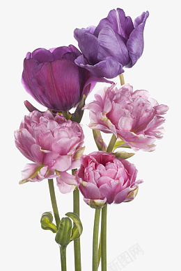 一束紫色鲜花png免抠素材_新图网 https://ixintu.com 紫色 粉色 鲜花 花束