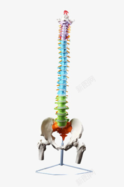 颈椎脊柱彩色人物尾椎颈椎高清图片