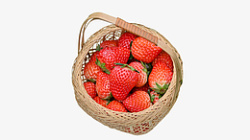 红颜竹篮红颜草莓高清图片