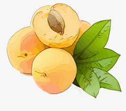 水果手绘可爱杏子素材