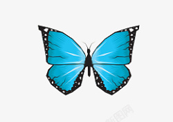 蓝色蝴蝶昆虫飞舞素材