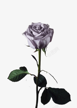 一朵淡紫色的玫瑰花素材