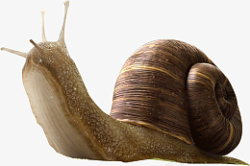 蠕动蜗牛单个单独高清图片