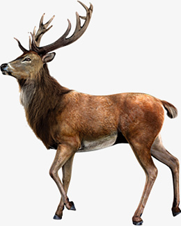 鹿自然动物元素png免抠素材_新图网 https://ixintu.com 鹿 大自然 元素 动物