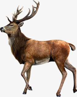 鹿自然动物元素素材