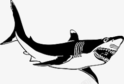 鲨鱼免扣PNG图手绘鲨鱼黑白图高清图片