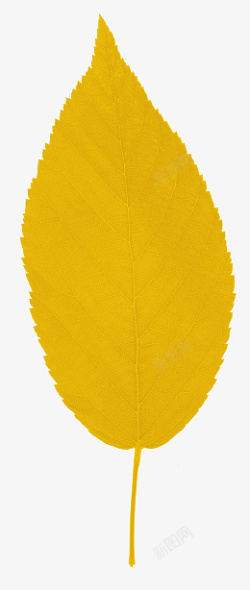 秋天的黄色落叶素材
