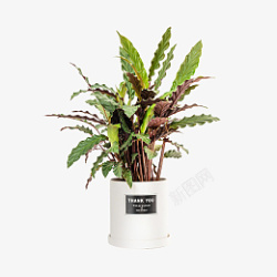白色带底托紫背竹芋盆栽素材