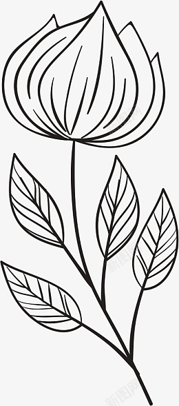 花植物手绘线条png免抠素材_新图网 https://ixintu.com 花 植物 手绘 线条