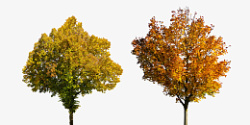 树木自然秋天素材