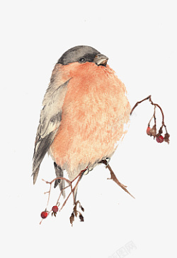 高清精美手绘中国风工笔画小鸟素材