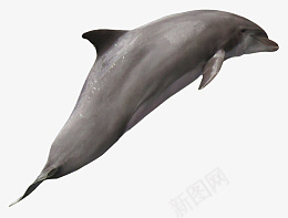 海豚摄影图免扣高清png免抠素材_新图网 https://ixintu.com 海豚 摄影图 免扣 高清