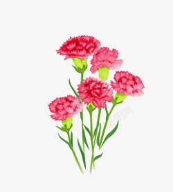 教师节康乃馨粉红花朵满满的爱素材