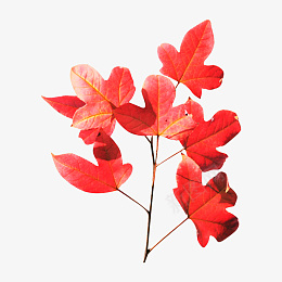 红色的枫叶png透明图层素材png免抠素材_新图网 https://ixintu.com 红色的 枫叶 png 透明图层