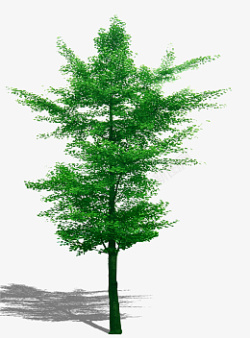 绿化景观树素材素材
