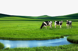 牧场草原奶牛草地素材