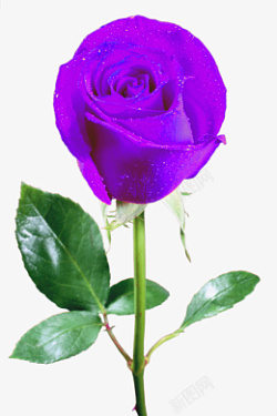 玫粉色瑰花一朵紫色玫瑰花高清图片