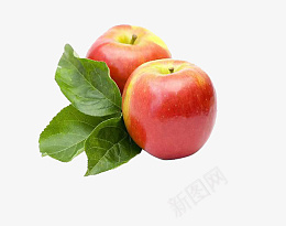 山东红富士苹果png免抠素材_新图网 https://ixintu.com 苹果 红富士苹果 水果 苹果素材