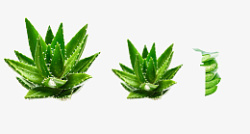 绿色植物生机绿色植物高清图片