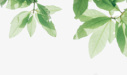 新鲜的绿色叶子png免抠素材_新图网 https://ixintu.com 绿叶 植物 叶子 电商叶子