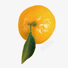 橘子桔子橙子png免抠素材_新图网 https://ixintu.com 桔子 橘子 橙子 黄色植物