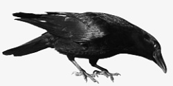 黑鸟蹲下觅食的乌鸦高清图片