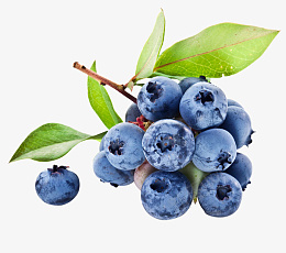 水果蓝莓实拍多个png免抠素材_新图网 https://ixintu.com 水果 蓝莓 实拍 多个