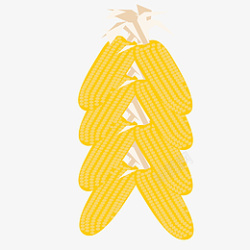一串玉米黄色的玉米免抠图高清图片