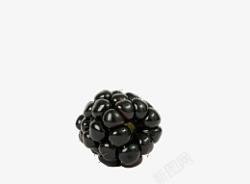 黑莓水果浆果素材