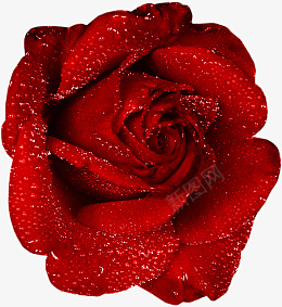 一朵红色玫瑰花素材元素png免抠素材_新图网 https://ixintu.com 一朵 红色 玫瑰花 素材