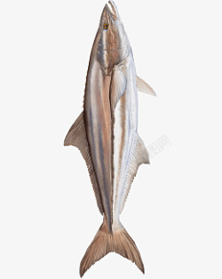 鲣鱼深海鱼鲣鱼1条平面拍摄高清图片