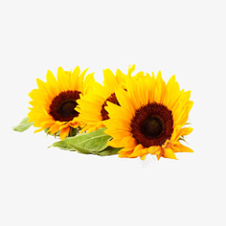 太阳花免抠图素材素材