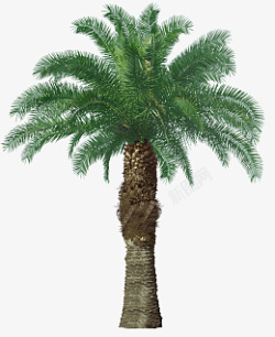 棕榈树树木树好树大树素材