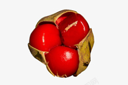 红色水果浆果罗望子素材
