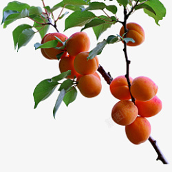 杏子春天的杏子夏天果实素材
