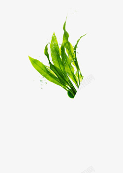 生机活力绿色生机小植物高清图片