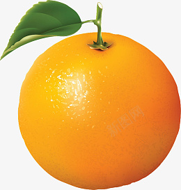 橙色的橙子还是橘子png免抠素材_新图网 https://ixintu.com 橙色的 橙子 还是橘子 西橙子