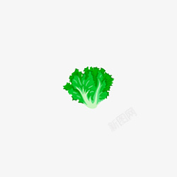 手绘插画一个蔬菜生菜素材
