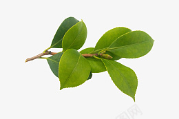 几个绿色的叶子png免抠素材_新图网 https://ixintu.com 绿色 植物 叶子 花草