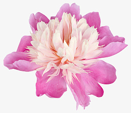 一朵盛开的粉色鲜花png免抠素材_新图网 https://ixintu.com 粉色 鲜花 盛开 花朵