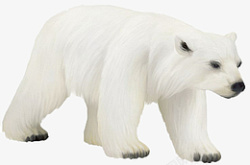 白色北极熊走路素材