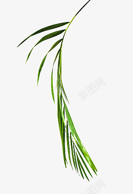 绿色背景植物png免抠素材_新图网 https://ixintu.com 绿色 装饰 植物 悬挂 壁挂 修饰
