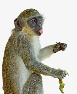 绿猴猴子免抠素材png免抠素材_新图网 https://ixintu.com 绿猴 猴子 动物 绿猴子