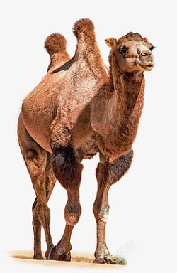 骆驼实拍动物沙漠素材