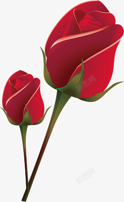 两朵红色玫瑰花玫瑰花素材