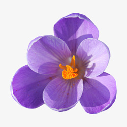 春天紫色的小花紫花春天素材