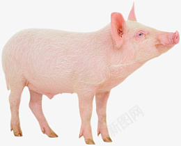 家养小猪养殖场png免抠素材_新图网 https://ixintu.com 猪 粉色 小猪 家养 养殖